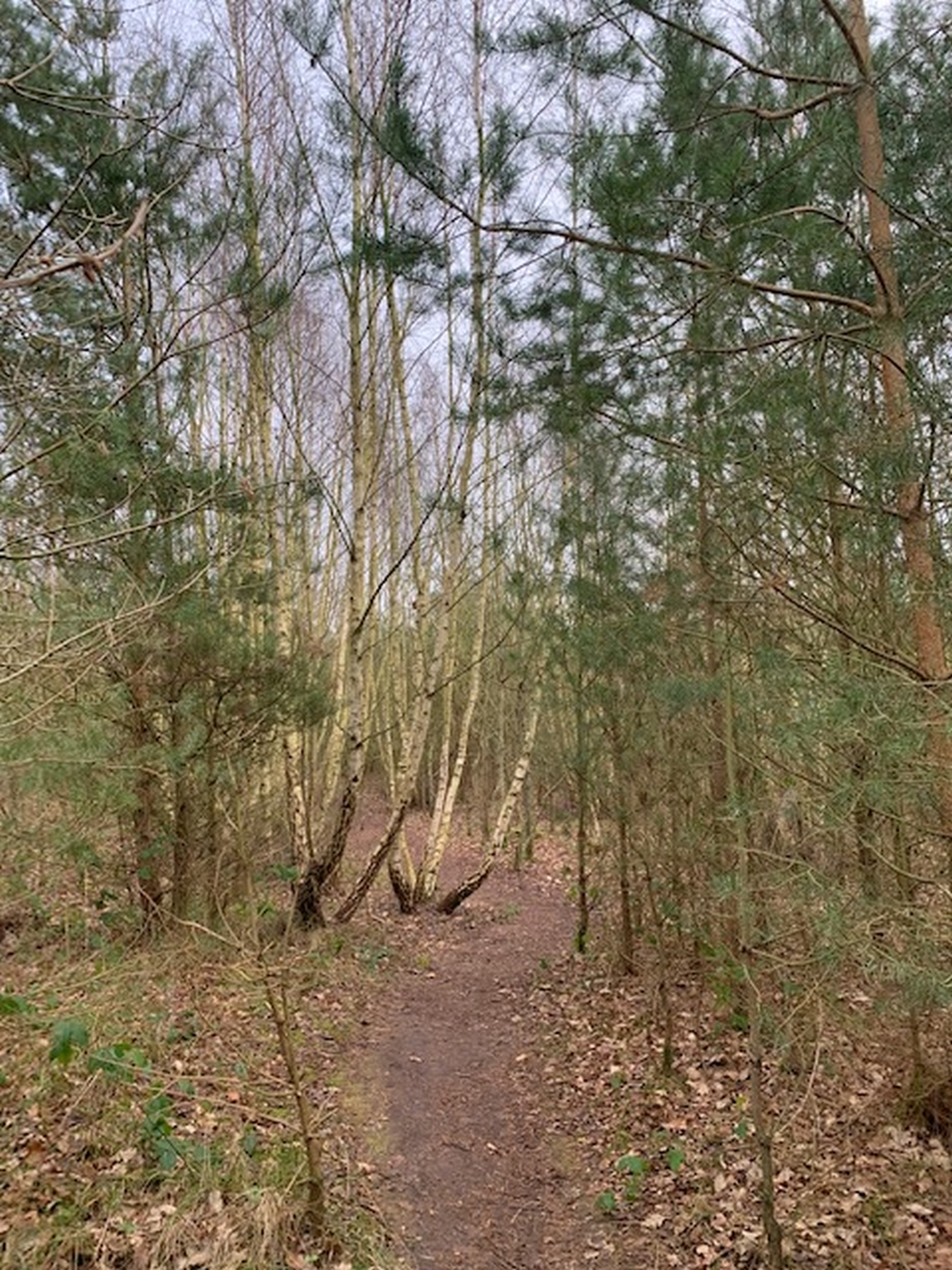 Skovst med birk Lene Park