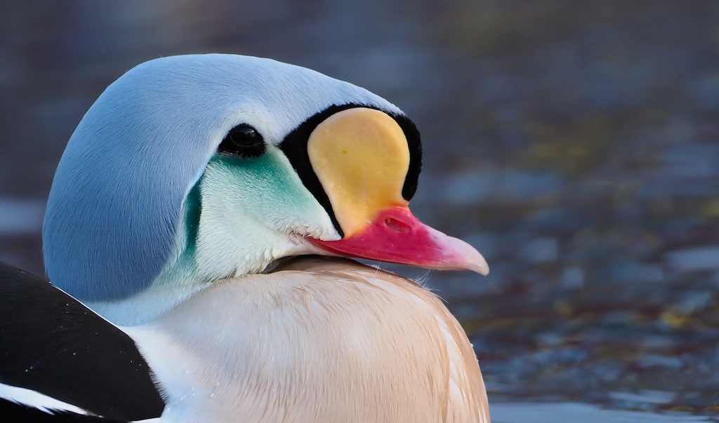 2018 12 12Varanger 13 of 4Foto Henrik Haaning