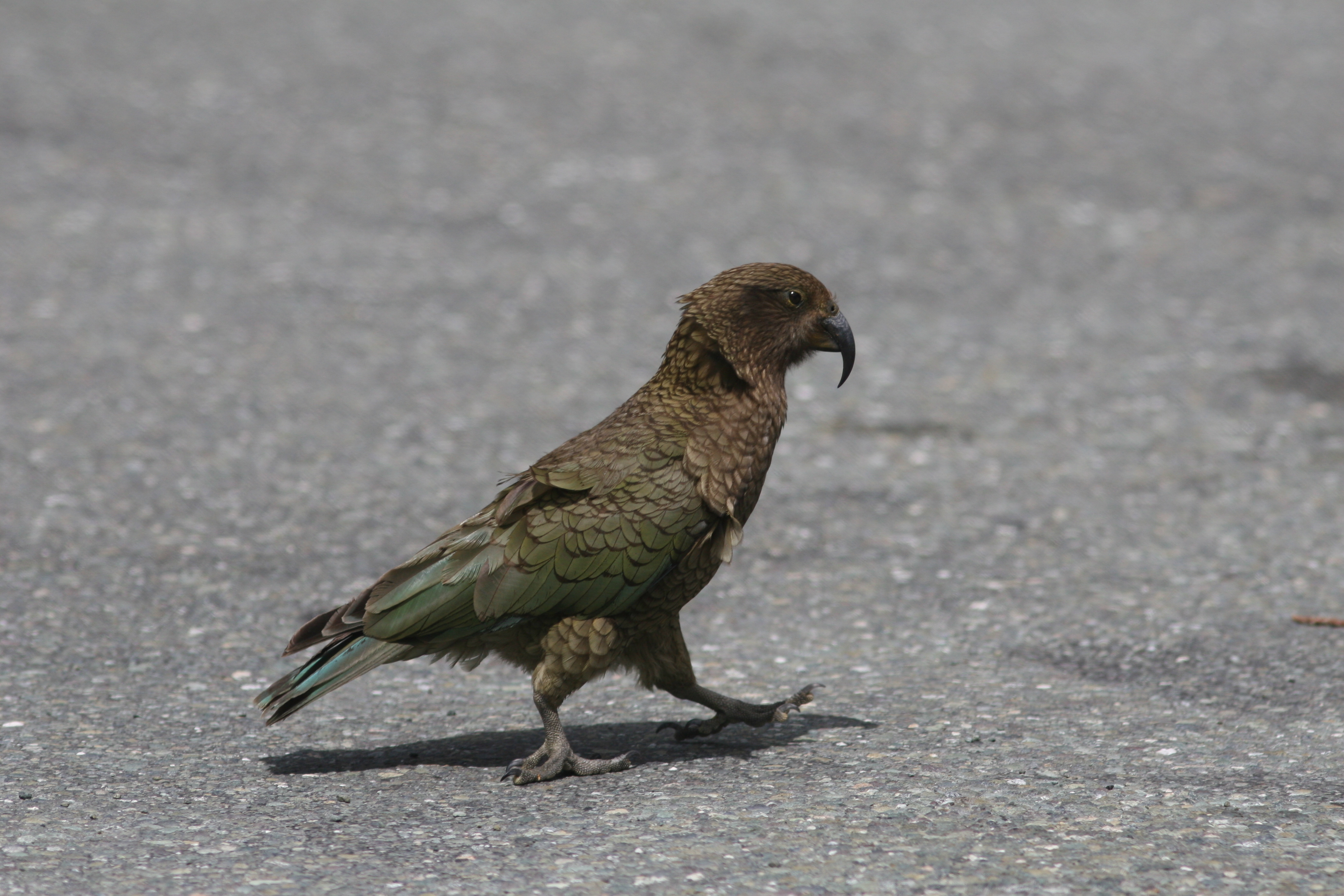 Kea Papegje NZ Hans Rytter