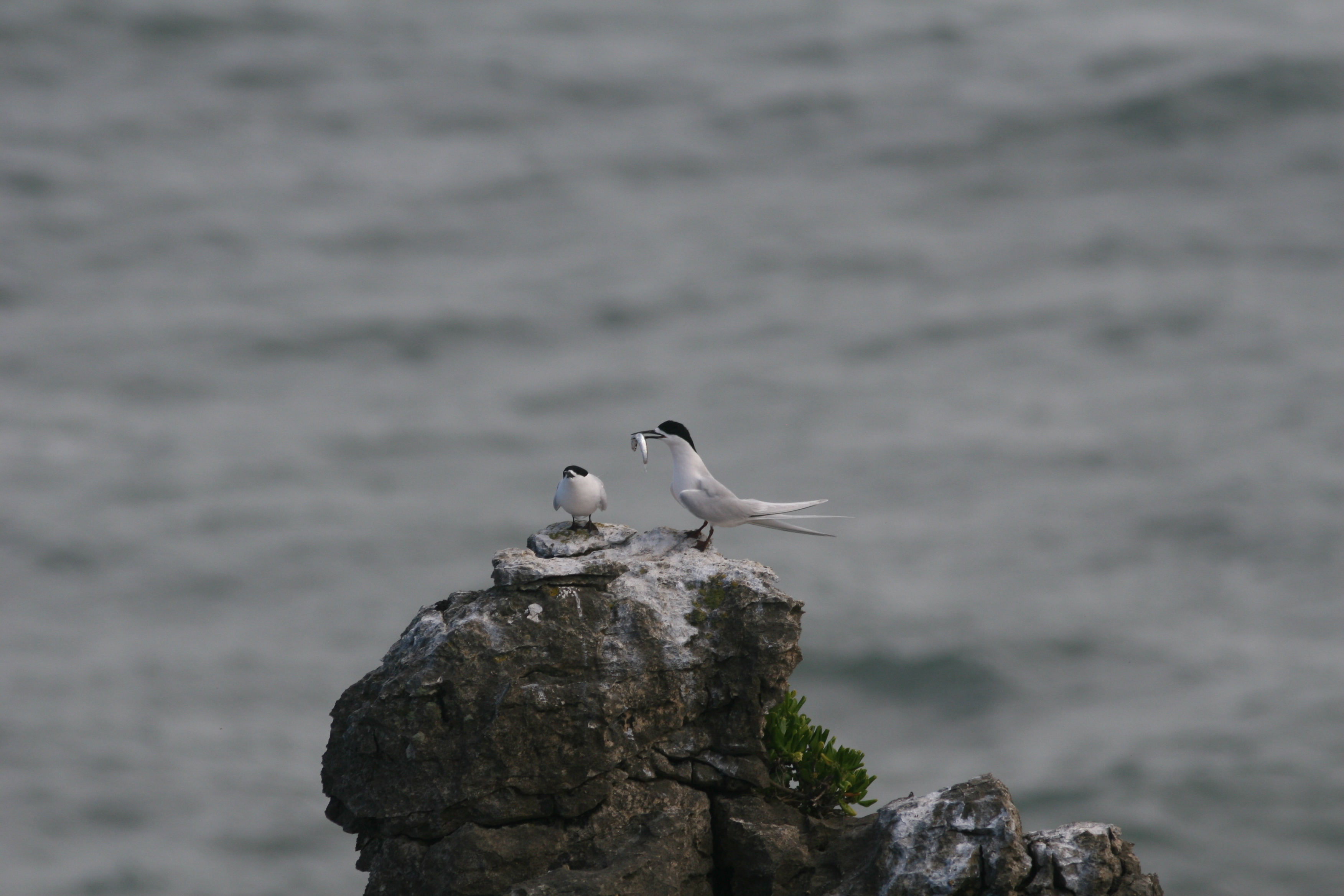 Whitefronted Tern NZ Hans Rytter